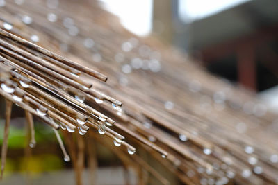 Close-up of water drops on wood