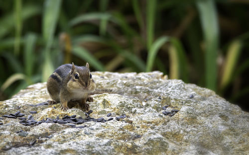 Close-up of north american chipmunk on a rock eating sunflower seeds