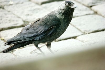 Close-up side view of a bird on ground
