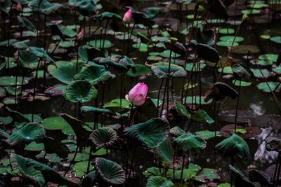 Close-up of pink flowering plant leaves