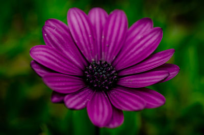 Close-up of pink flower