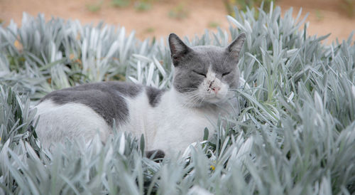 Cat resting in a field