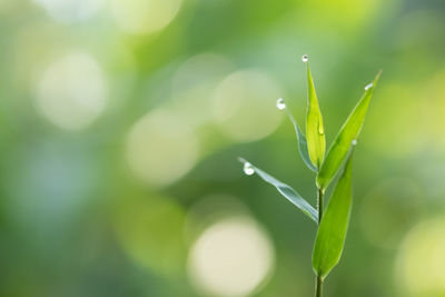 Close-up of raindrops on plant