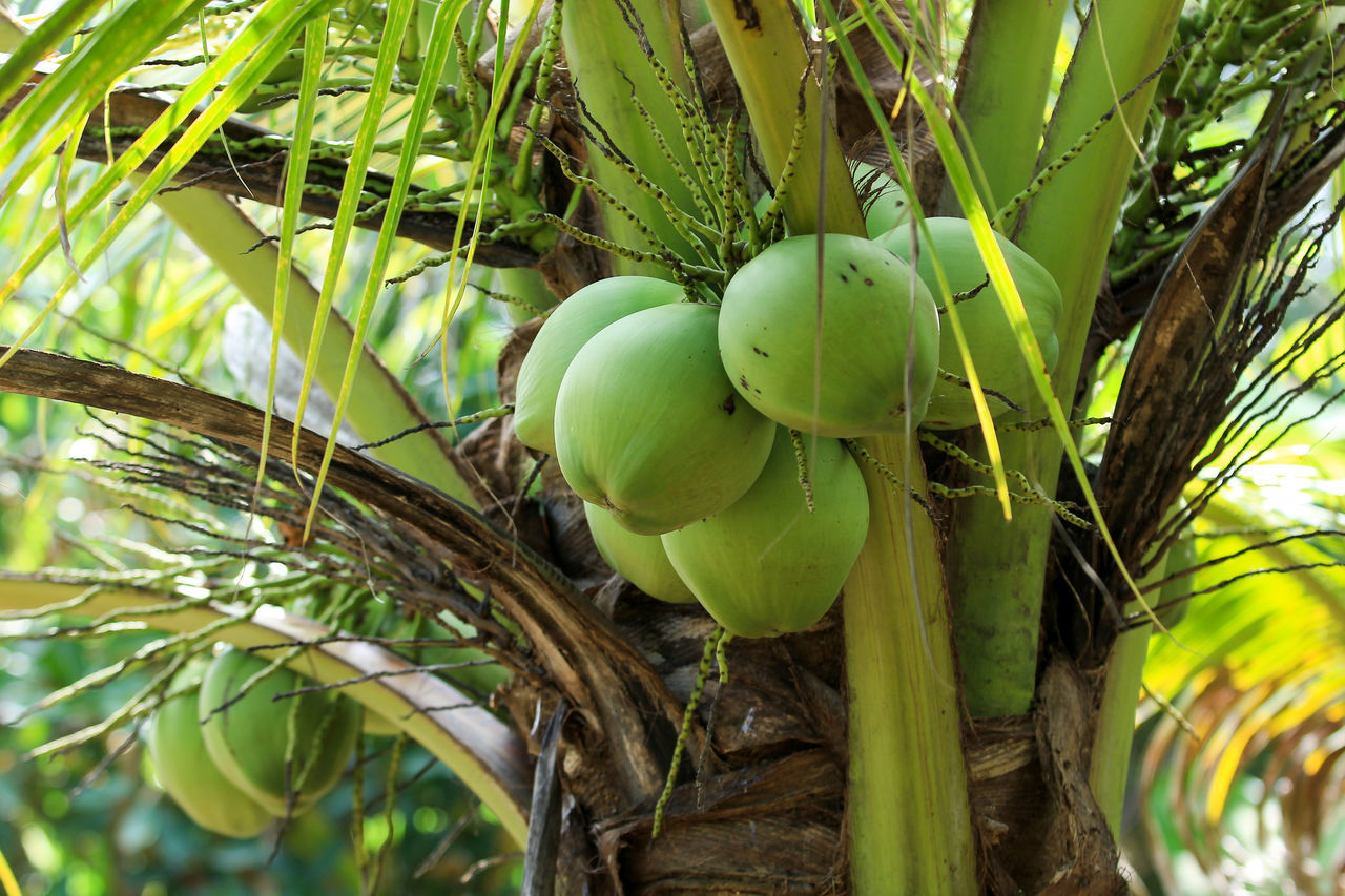 food and drink, food, growth, plant, green color, healthy eating, tree, fruit, freshness, nature, no people, wellbeing, day, beauty in nature, close-up, leaf, branch, plant part, focus on foreground, outdoors, plantation