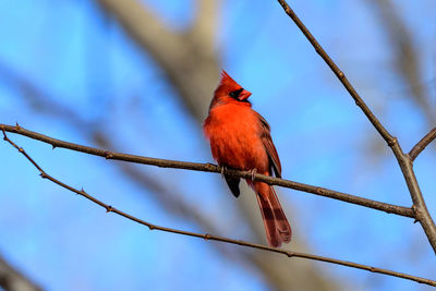 Low angle view of bird perching on tree against sky