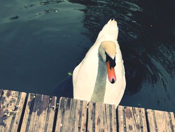 High angle view of swan floating on lake