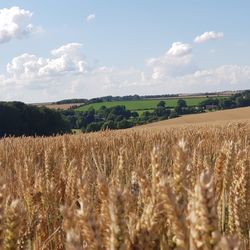 Scenic view of agricultural field against sky