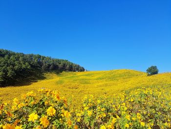 Yellow flowering plants on field against clear blue sky