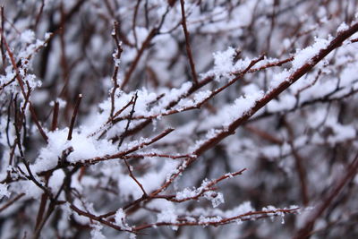 Close-up of frozen tree during winter