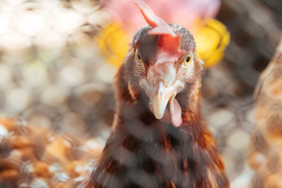 Close-up of hen