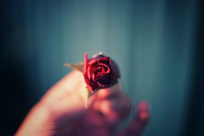 Close-up of hand holding red flower