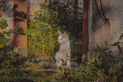 Cat sitting in a plant