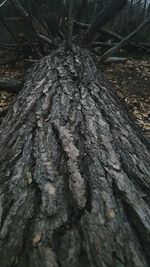Full frame shot of leaf