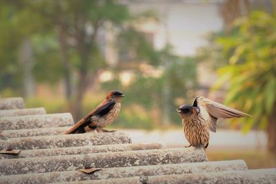 Birds perching on a roof tile