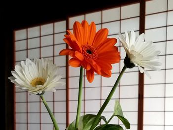 Close-up of orange flowers blooming indoors