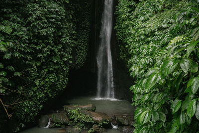 Scenic view of waterfall in forest