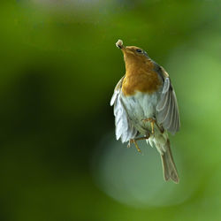 Close-up of bird perching on plant