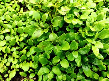 Full frame shot of leaves