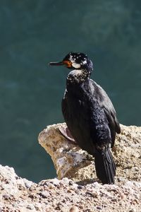 Close-up of bird perching on rock