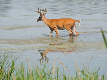 Deer in water