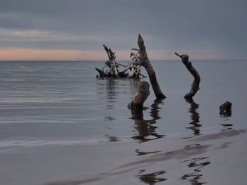 Driftwood on beach against sky during sunset