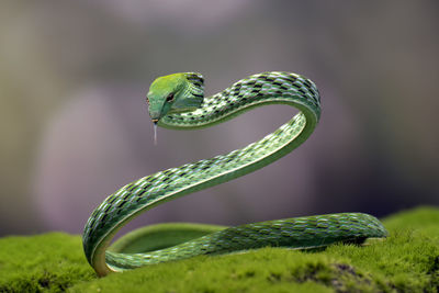 Close-up of snake