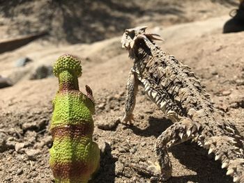 Close-up of stuffed toy on field