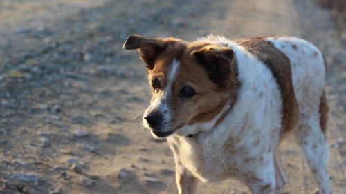 Portrait of dog standing on beach