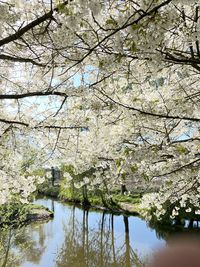 Cherry blossoms in spring