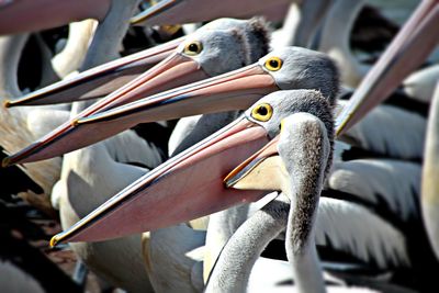 Row of pelicans