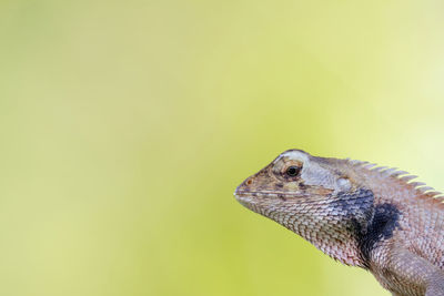 Close-up of a lizard looking away