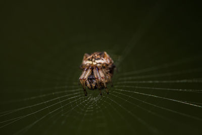 Close-up of spider on web