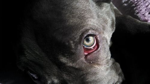 Close-up portrait of a dog