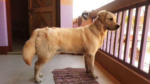 Dog standing in balcony