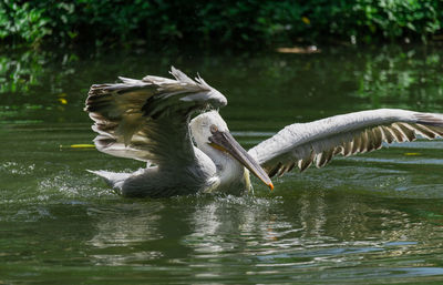 Bird flying over lake