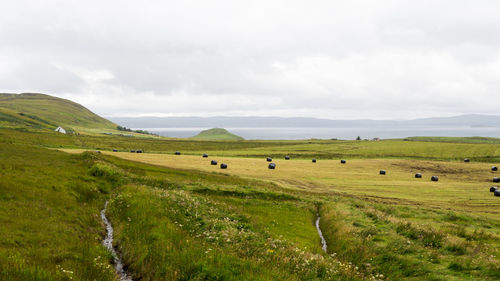 Sheep grazing on field against sky