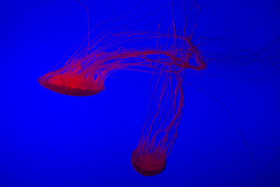 Close-up of jellyfish against blue background