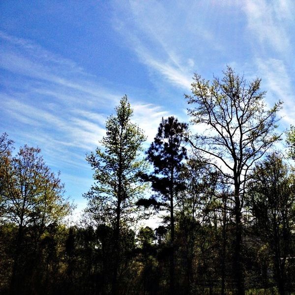 tree, sky, tranquility, low angle view, tranquil scene, cloud - sky, beauty in nature, scenics, nature, branch, bare tree, growth, cloud, blue, tree trunk, day, cloudy, no people, outdoors, forest