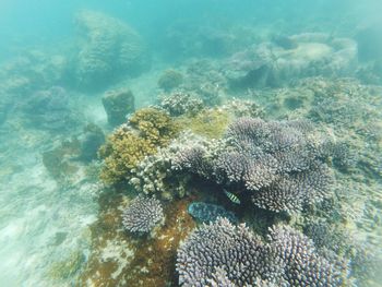 Fish swimming in sea