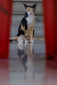 Portrait of cat on floor