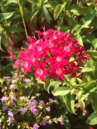 Close-up of pink flowering plants