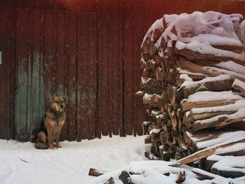 Dog on snow covered landscape