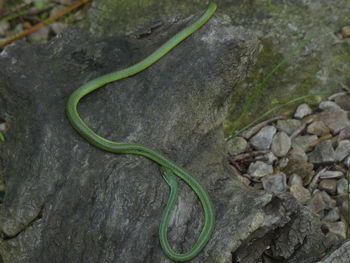 Close-up of lizard