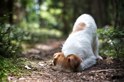 Close-up of a dog while burrowing in a forest