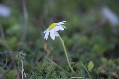 Close-up of white flowering plant