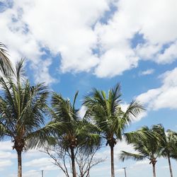 Low angle view of coconut palm trees against sky