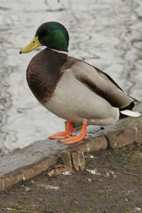 Close-up of birds