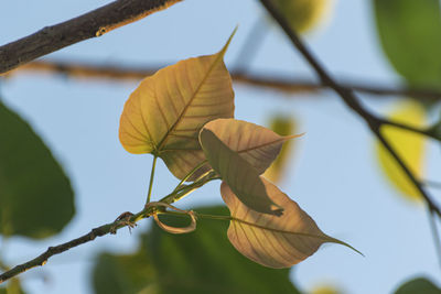 Close-up of leaves against blurred background