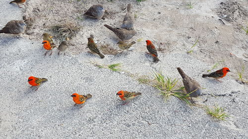 High angle view of birds on floor