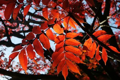 Close-up of maple tree during autumn